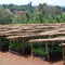 A nursery with organic coffee saplings, reminiscent of Equator Coffee Roasters' Sweet Justice Coffee Bean farm, sits under thatched roofs amid rural greenery. The sun's shadows dance on the red soil, evoking a serene fair trade coffee scene.