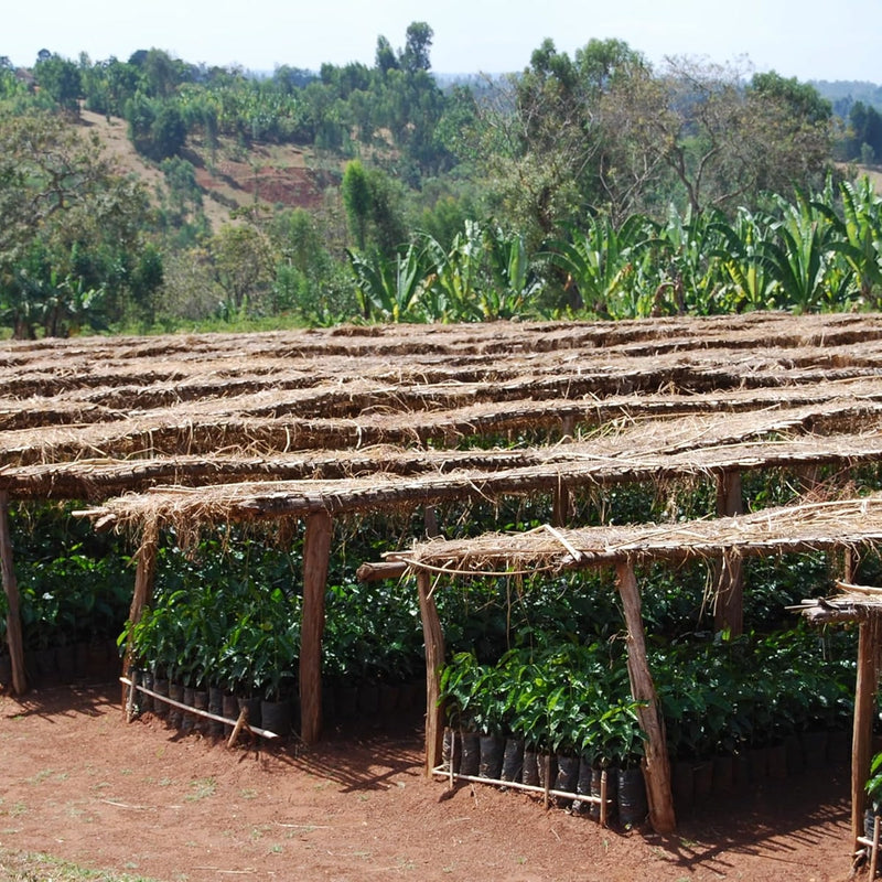 A nursery with organic coffee saplings, reminiscent of Equator Coffee Roasters' Sweet Justice Coffee Bean farm, sits under thatched roofs amid rural greenery. The sun's shadows dance on the red soil, evoking a serene fair trade coffee scene.